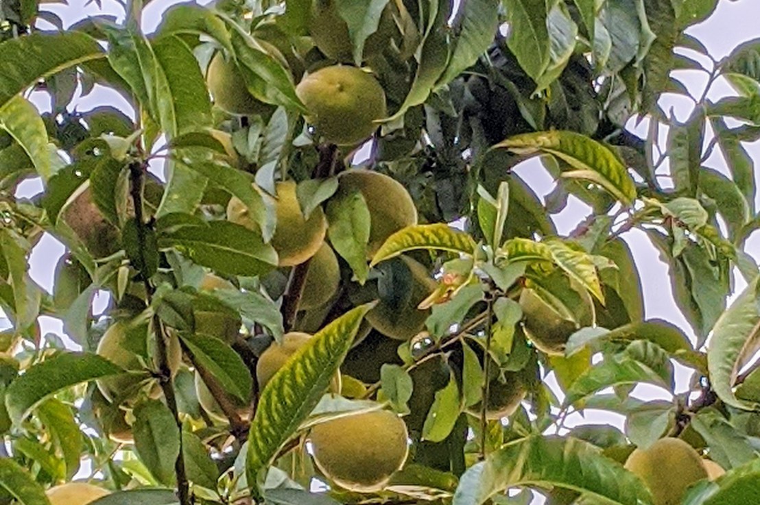 居家期间的田园之乐